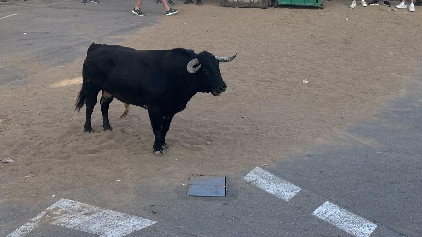 EuropaPress 6193388 fotografias toro fiestas barrio fatima saludos