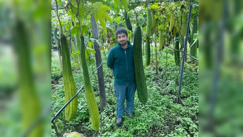 La esponja vegetal más grande del mundo, en la localidad del Caldas