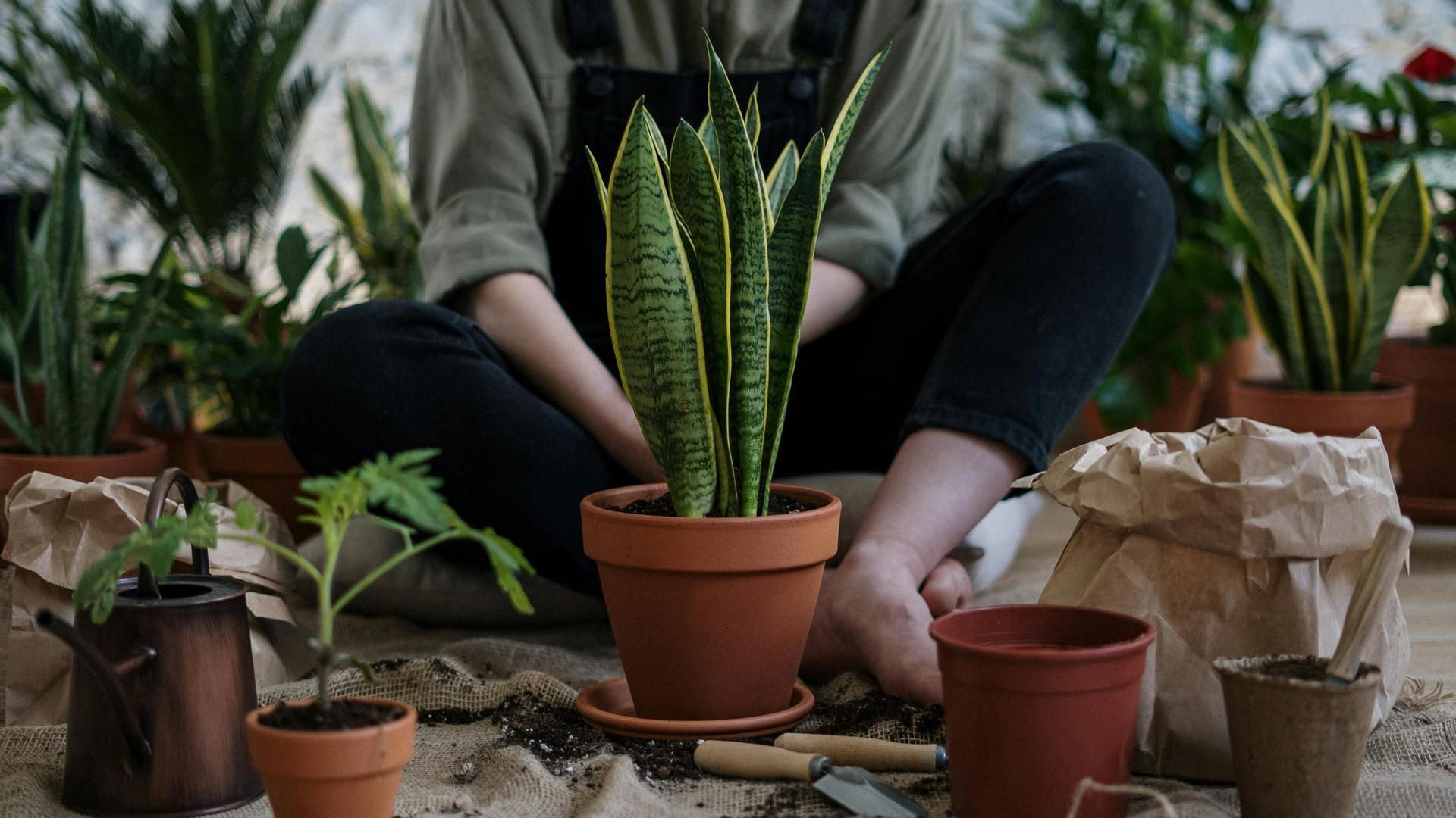 Lidl tiene la planta resistente y bonita para tu hogar