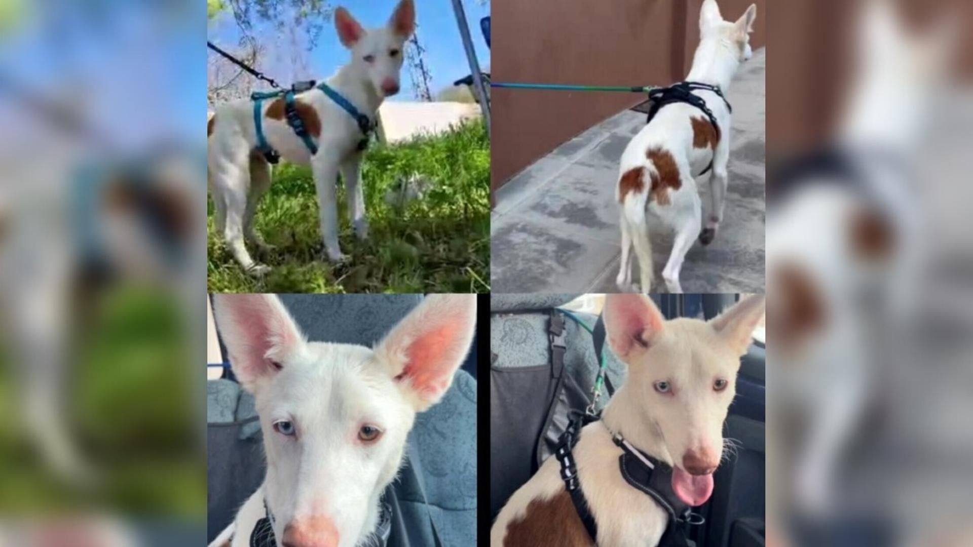 Mozart es el único perrito que falta por recuperar y piden ayuda para ello a la ciudadanía