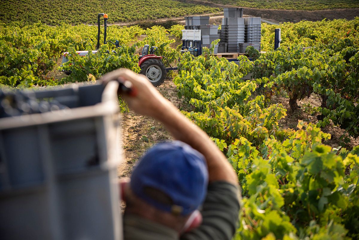 Un vendimiador en una viña en plena campaña de recogida de la uva en Rioja Alavesa