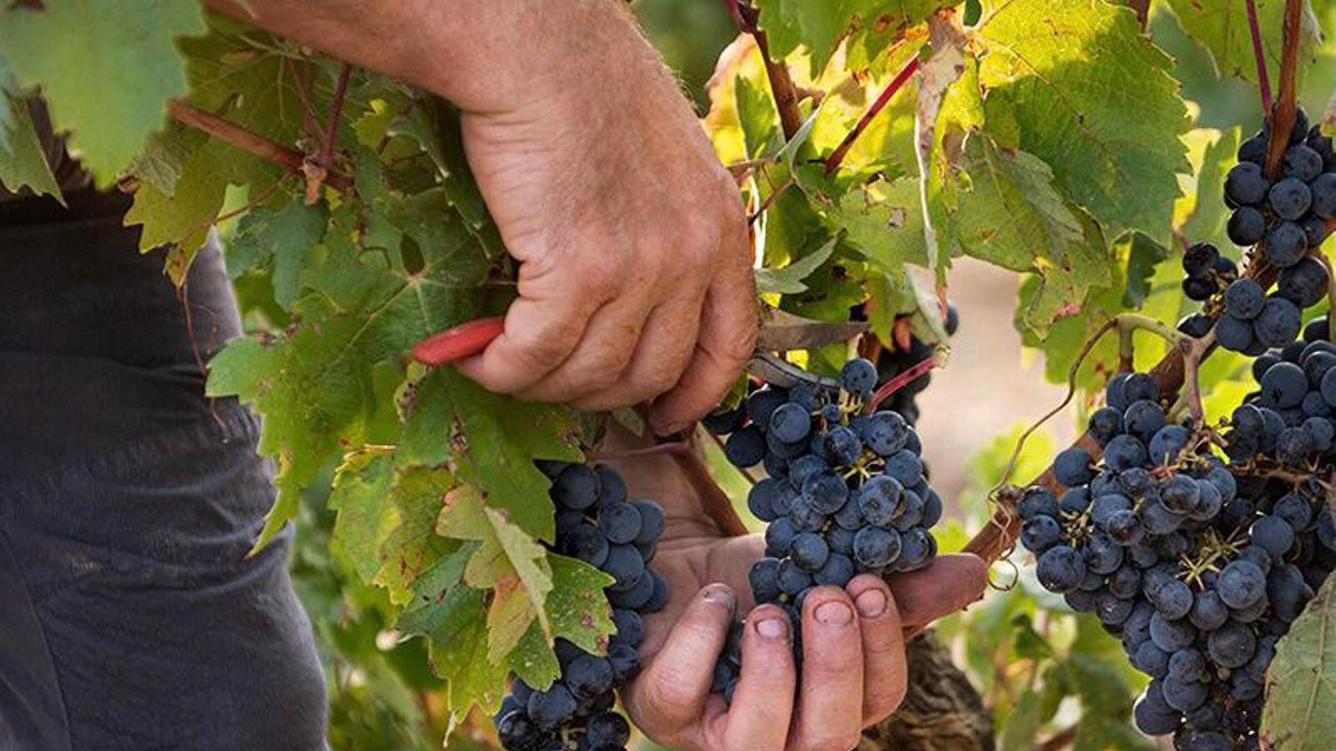 Una persona se dispone a cortar un racimo de uva