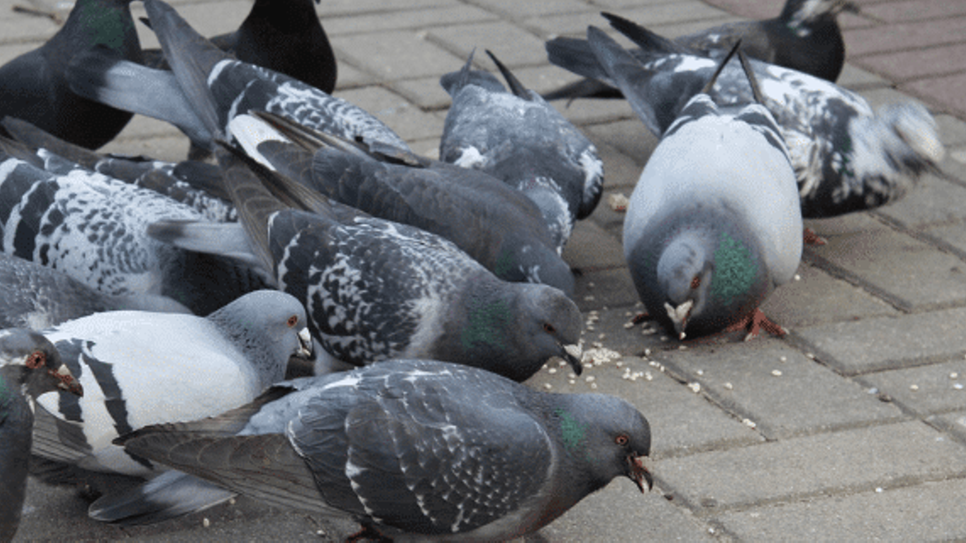 Se calcula que la población de palomas en Vitoria ronda los 10.000 ejemplares