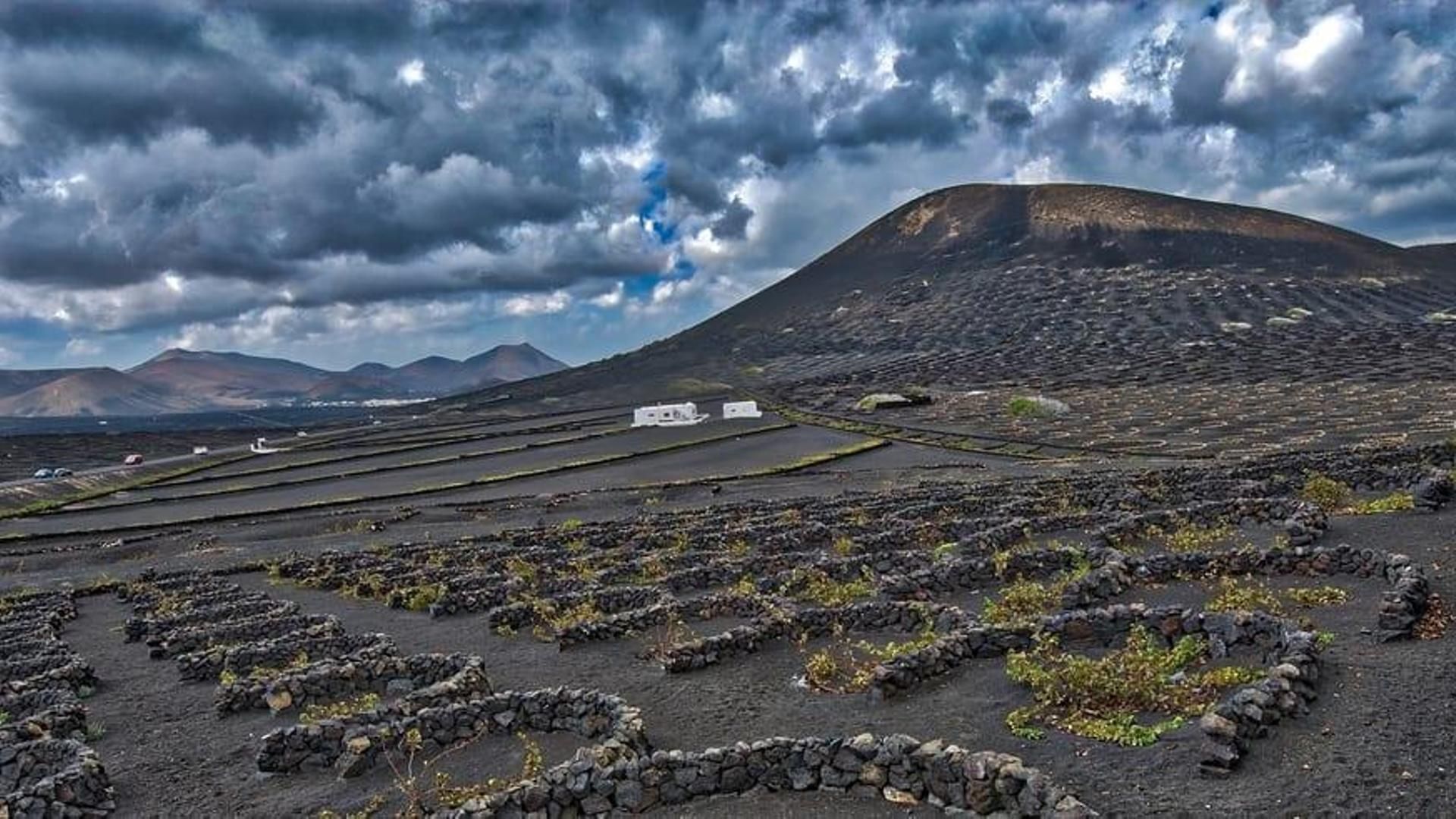 VIñas de Bodegas La Geria
