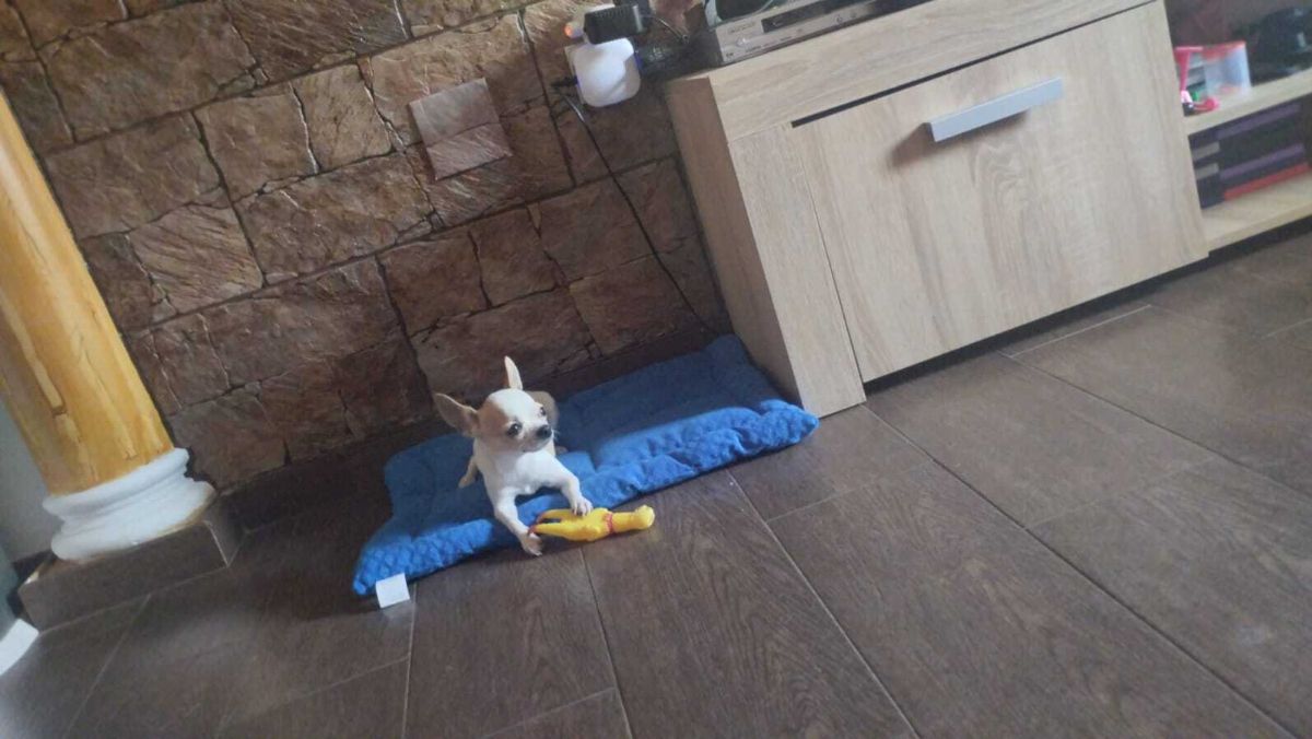 Betty, la perrita desaparecida en Alhaurín de la Torre, Málaga