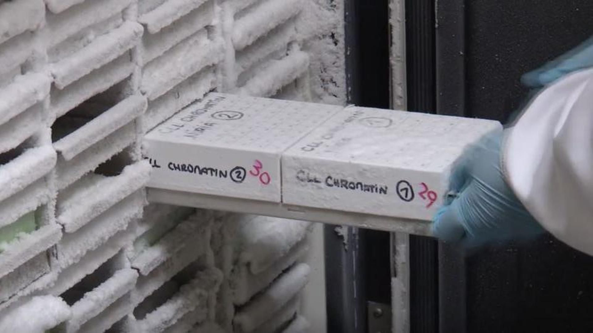 Científicos españoles descubren un método para anticipar como evolucionará un tumor y realizar tratamientos personalizados