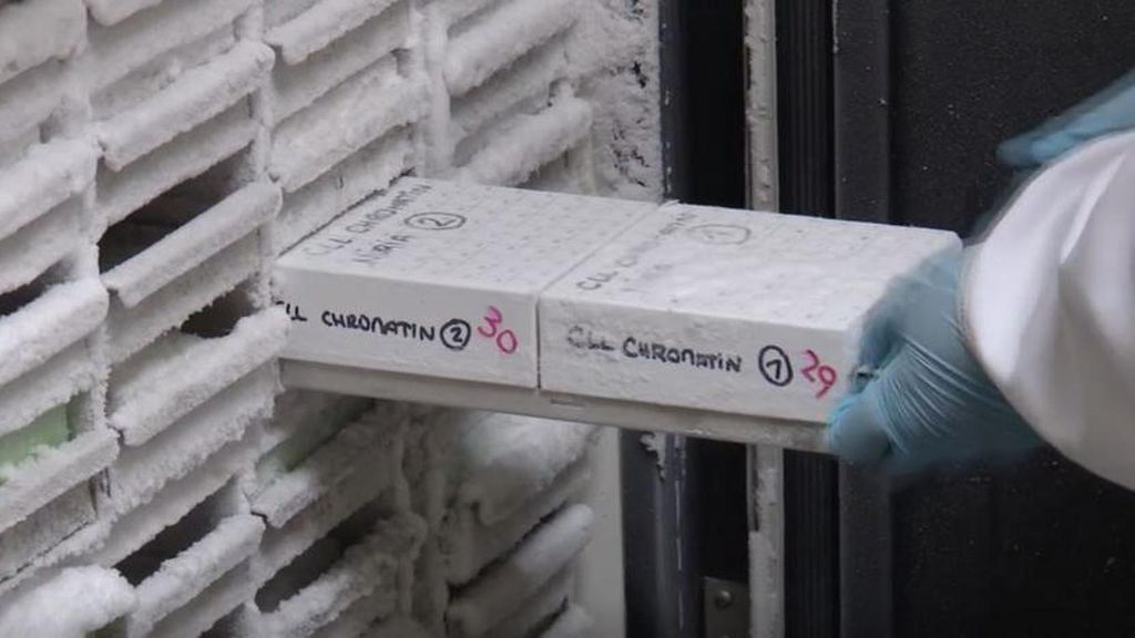 Científicos españoles descubren un método para anticipar como evolucionará un tumor y realizar tratamientos personalizados