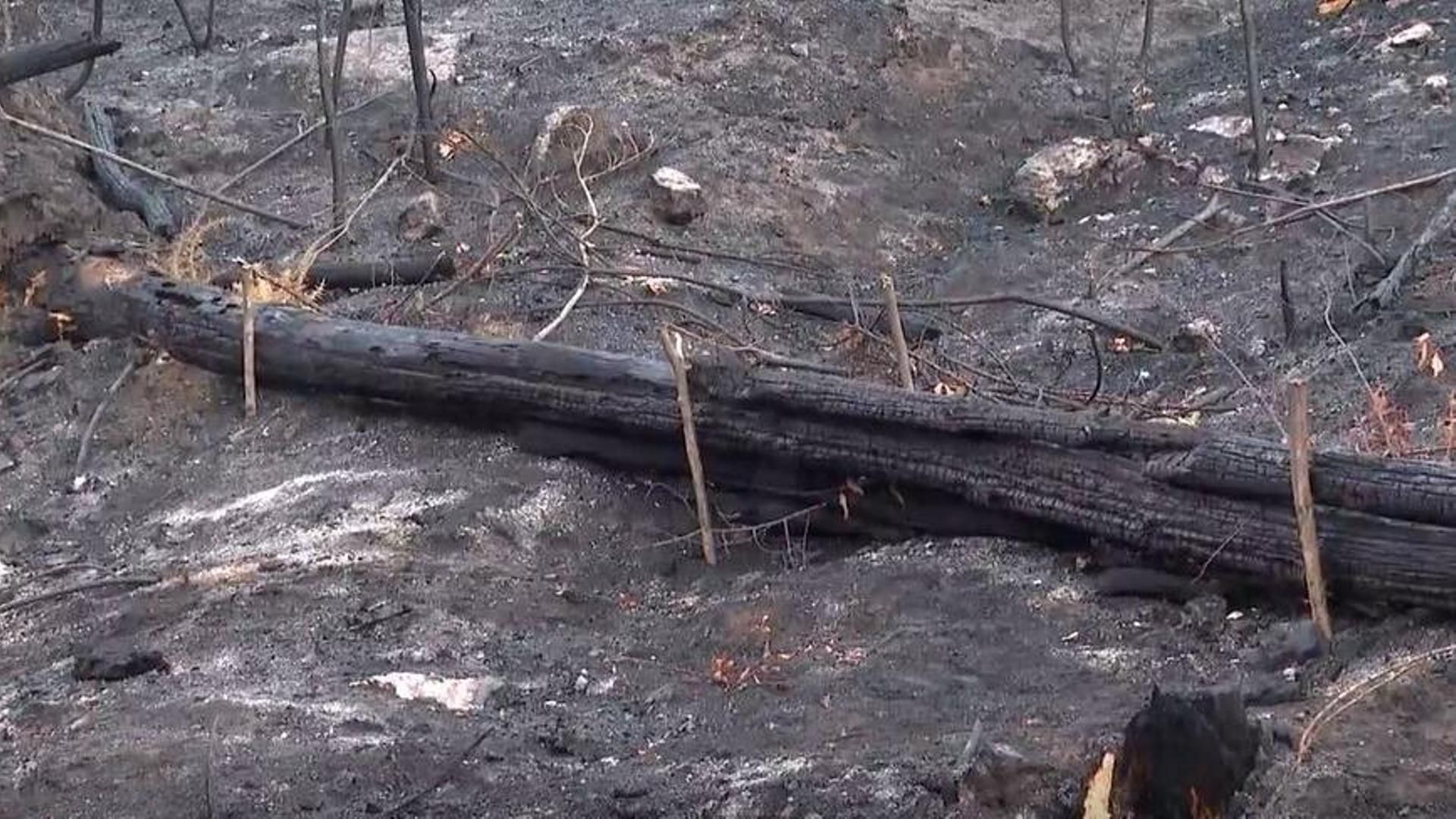 Galicia instala barreras vegetales en zonas quemadas para evitar que la lluvia arrastre la ceniza y contamine los ríos Galicia instala barreras vegetales en zonas quemadas para evitar que la lluvia arrastre la ceniza y contamine los ríos
