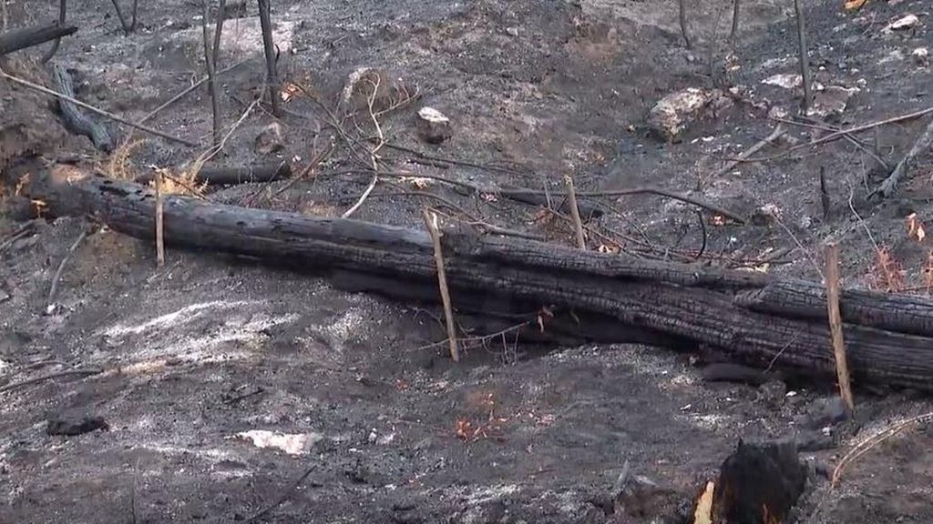 Galicia instala barreras vegetales en zonas quemadas para evitar que la lluvia arrastre la ceniza y contamine los ríos