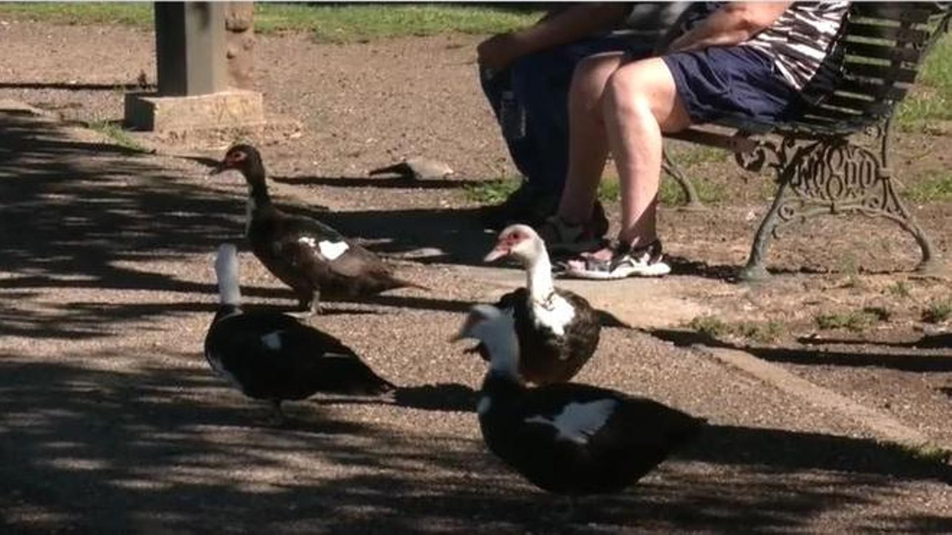 La Junta de Andalucía activa más medidas de prevención contra la gripe aviar con un nuevo foco preocupando en Córdoba