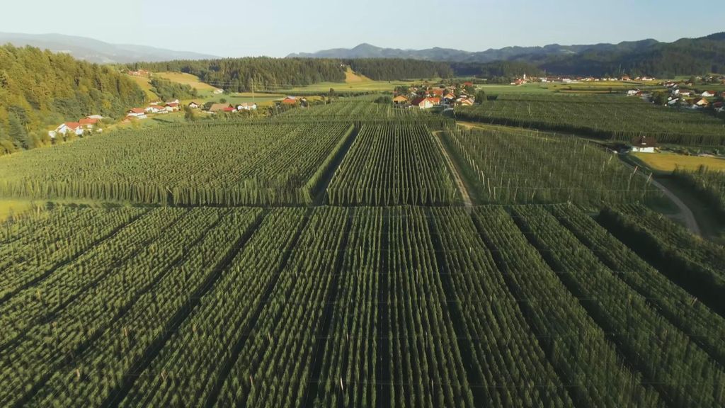 La producción de lúpulo cervecero en España está amenazada por el cambio climático y la falta de relevo generacional