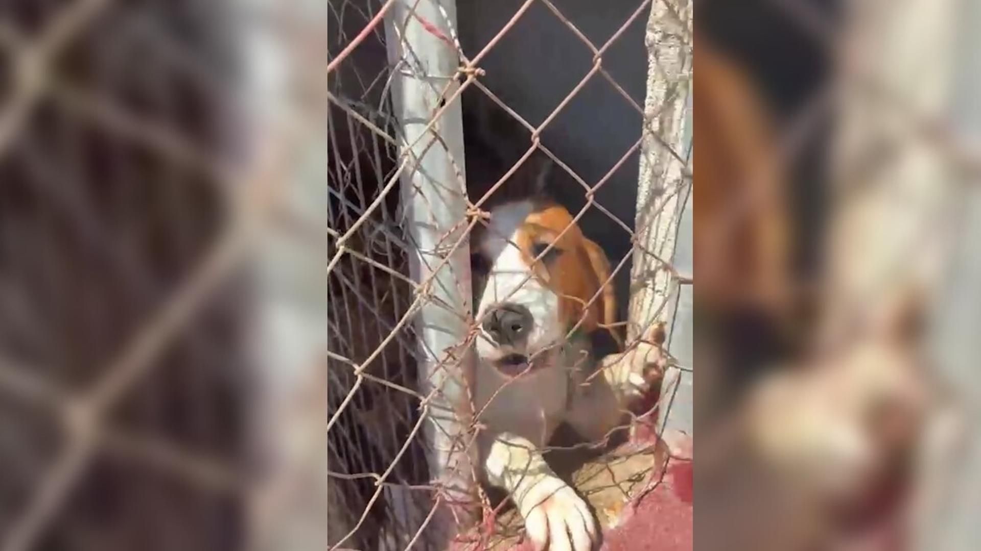 Perro en una perrera de Valverde del Camino