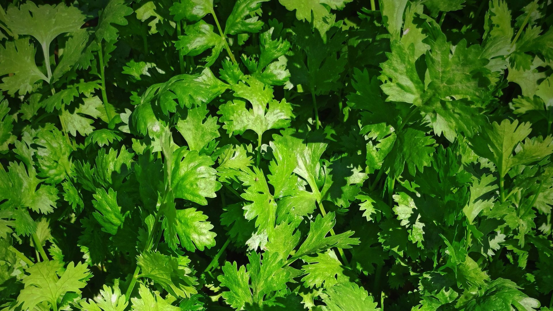 Cilantro