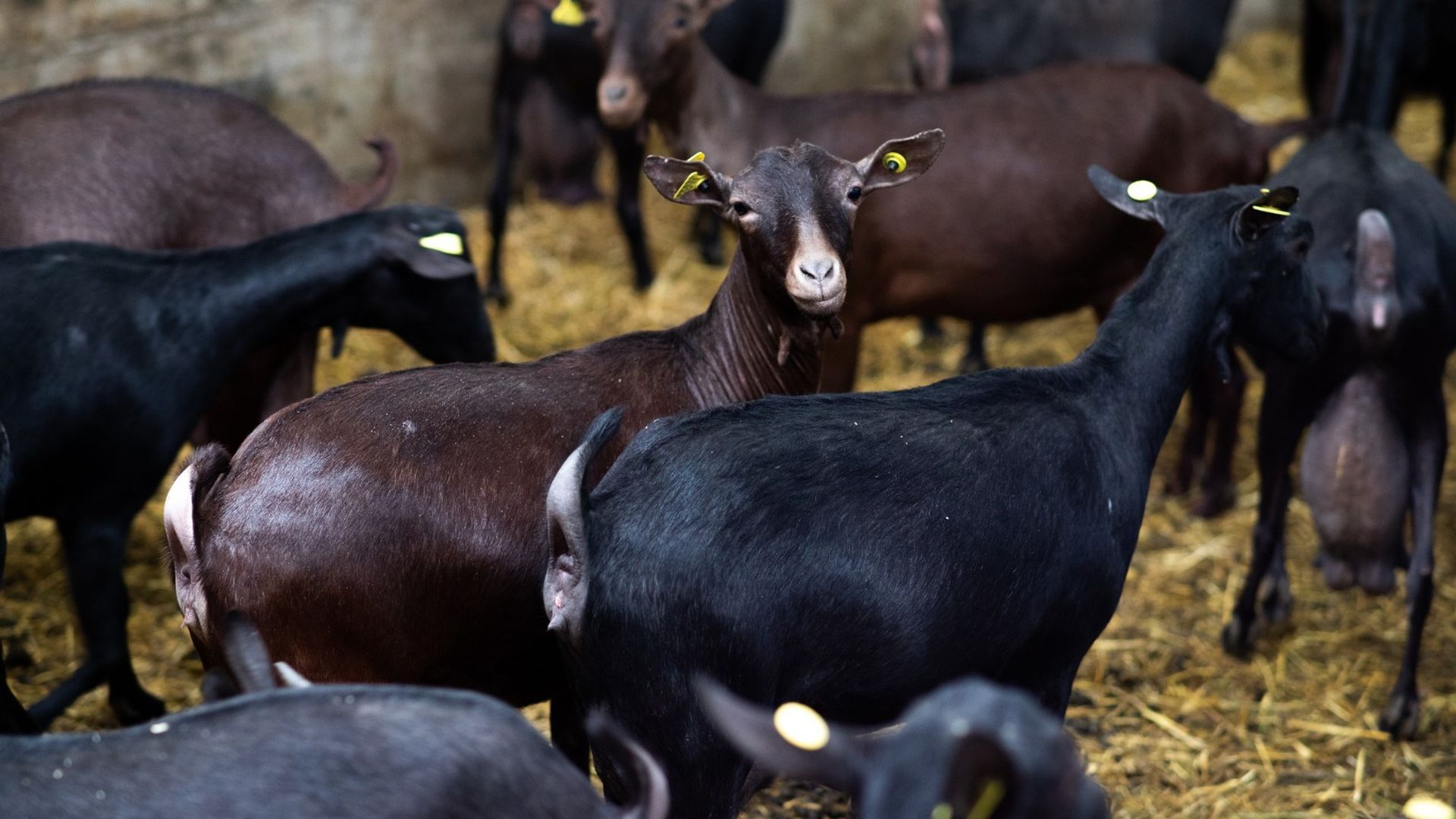 No todas sus cabras adultas pueden ser apadrinadas