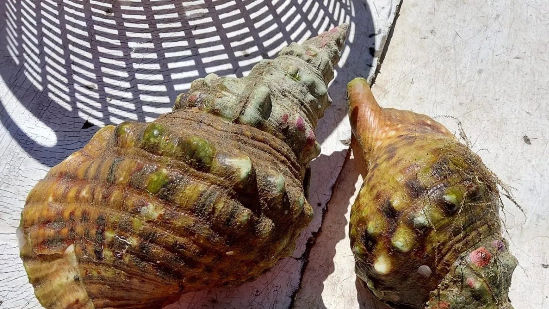 Caracolas de la especie 'Charonia lampas'