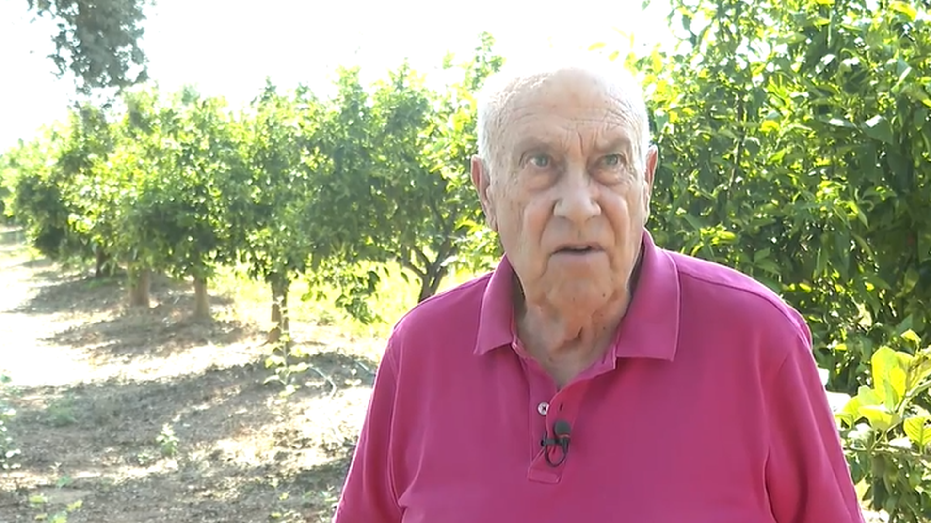 La Comunidad Valenciana afronta la peor cosecha de cítricos en décadas por el granizo, las plagas y el calor