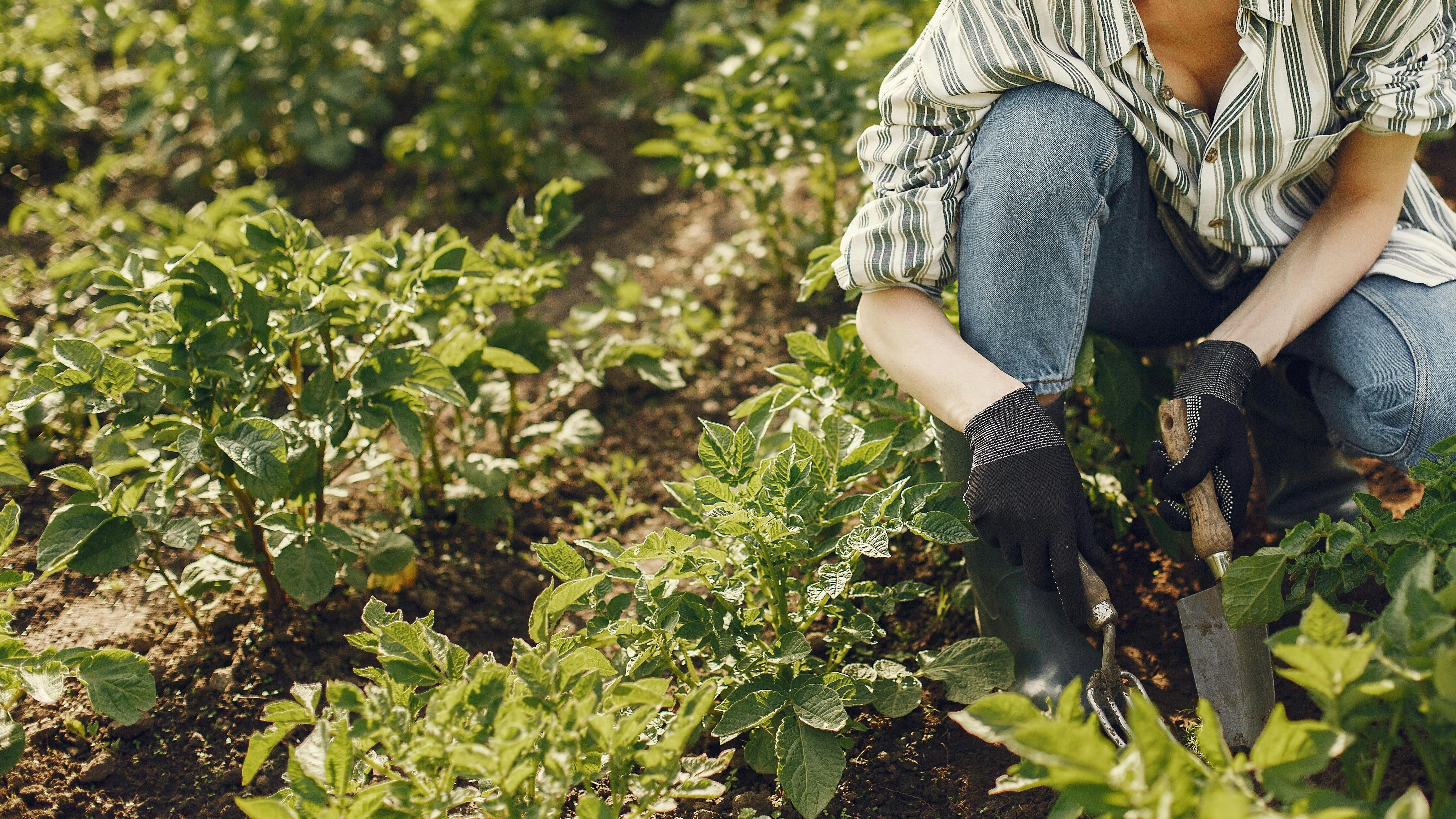 Es importante eliminar las malas hierbas. FUENTE: Pexels