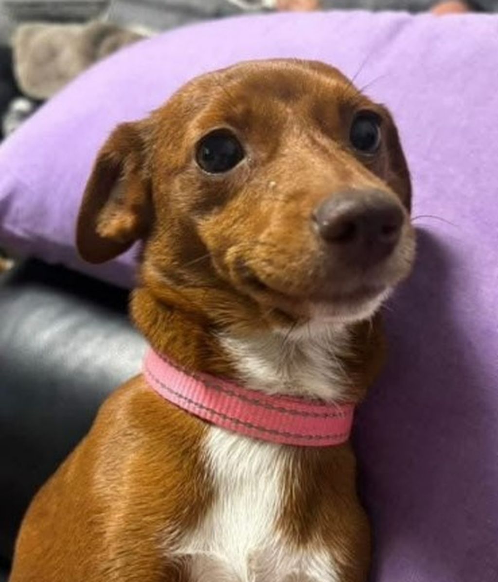 La mascota de James Nunan