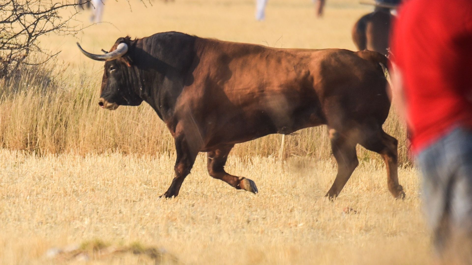 Muere un hombre de 37 años corneado en una suelta de toros en Mondéjar, en Guadalajara