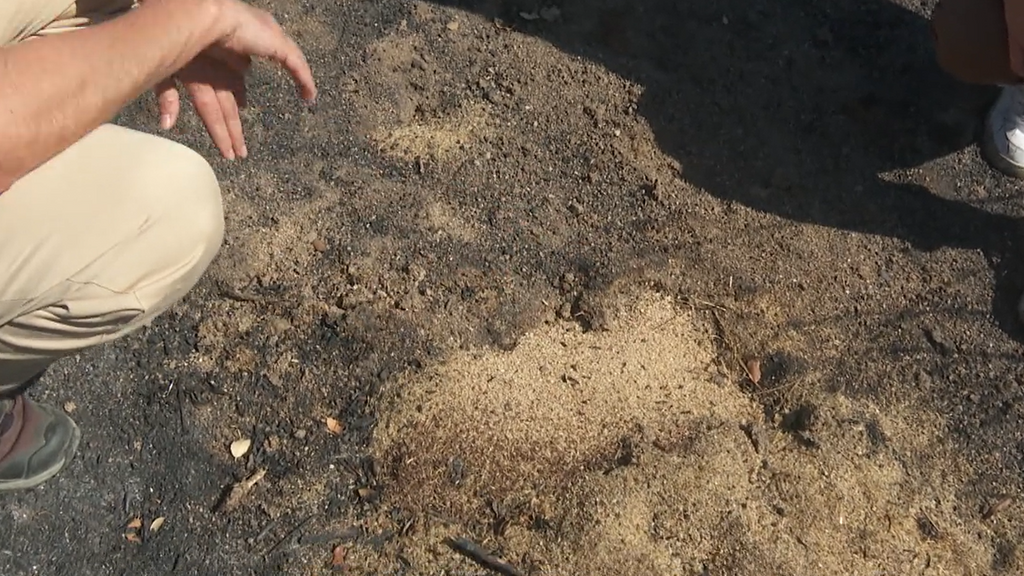 ¿Qué ocurre después en los terrenos calcinados? Así investigan las causas del incendio en Tres Cantos