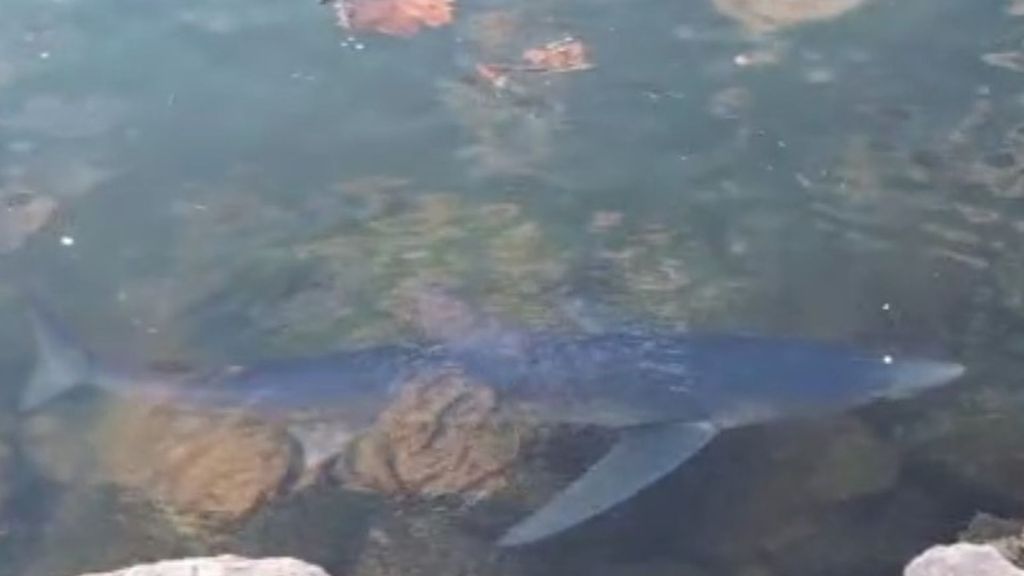 Un tiburón azul merodea por el puerto de Hondarribia para sorpresa de los bañistas