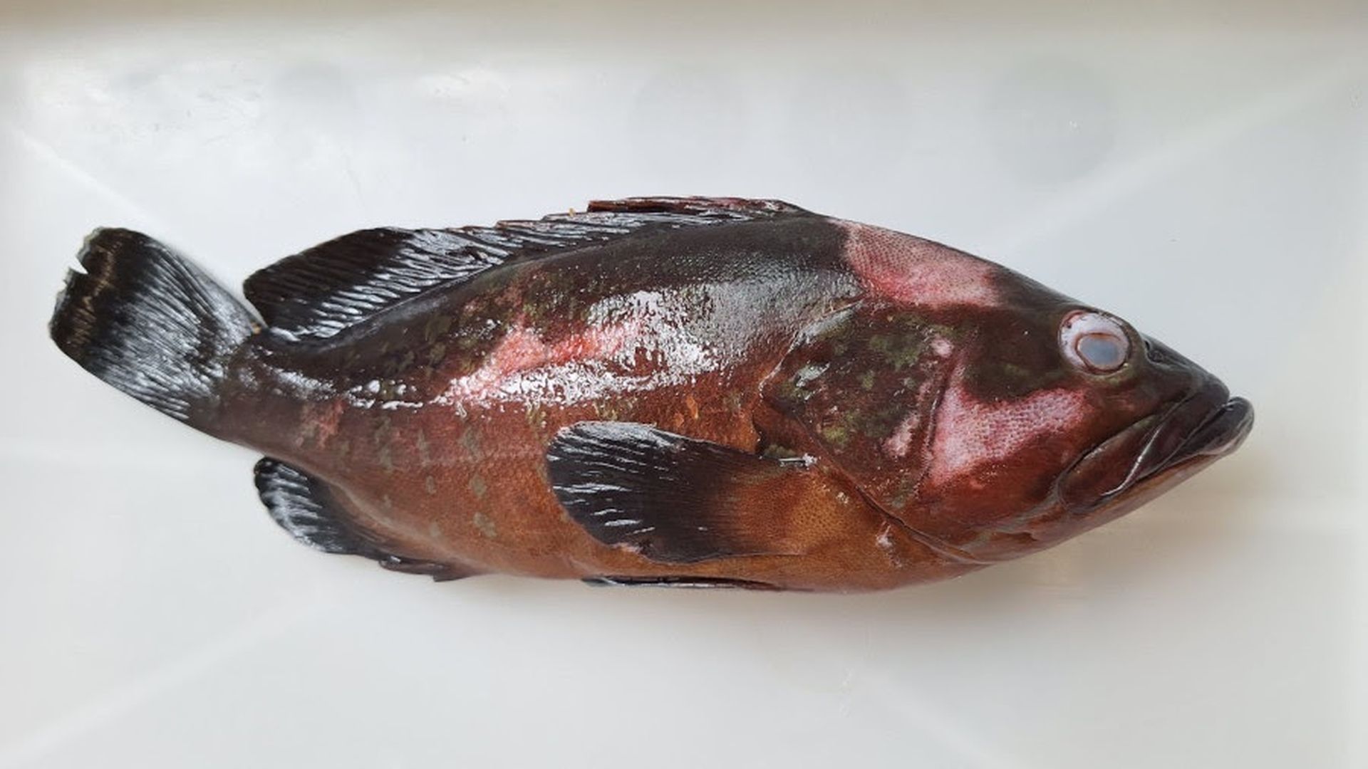 El pez fue localizado el pasado 7 de septiembre en aguas cercanas a Barcelona