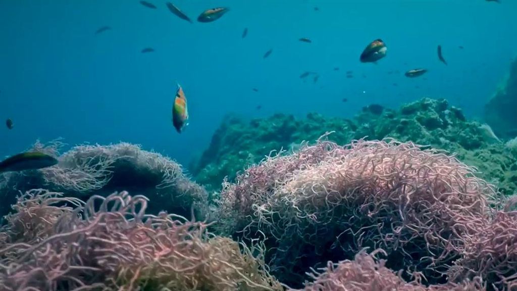 La "sorprendente" recuperación marina en las fajanas de La Palma: tortugas, corales y peces devuelven la vida a las costas