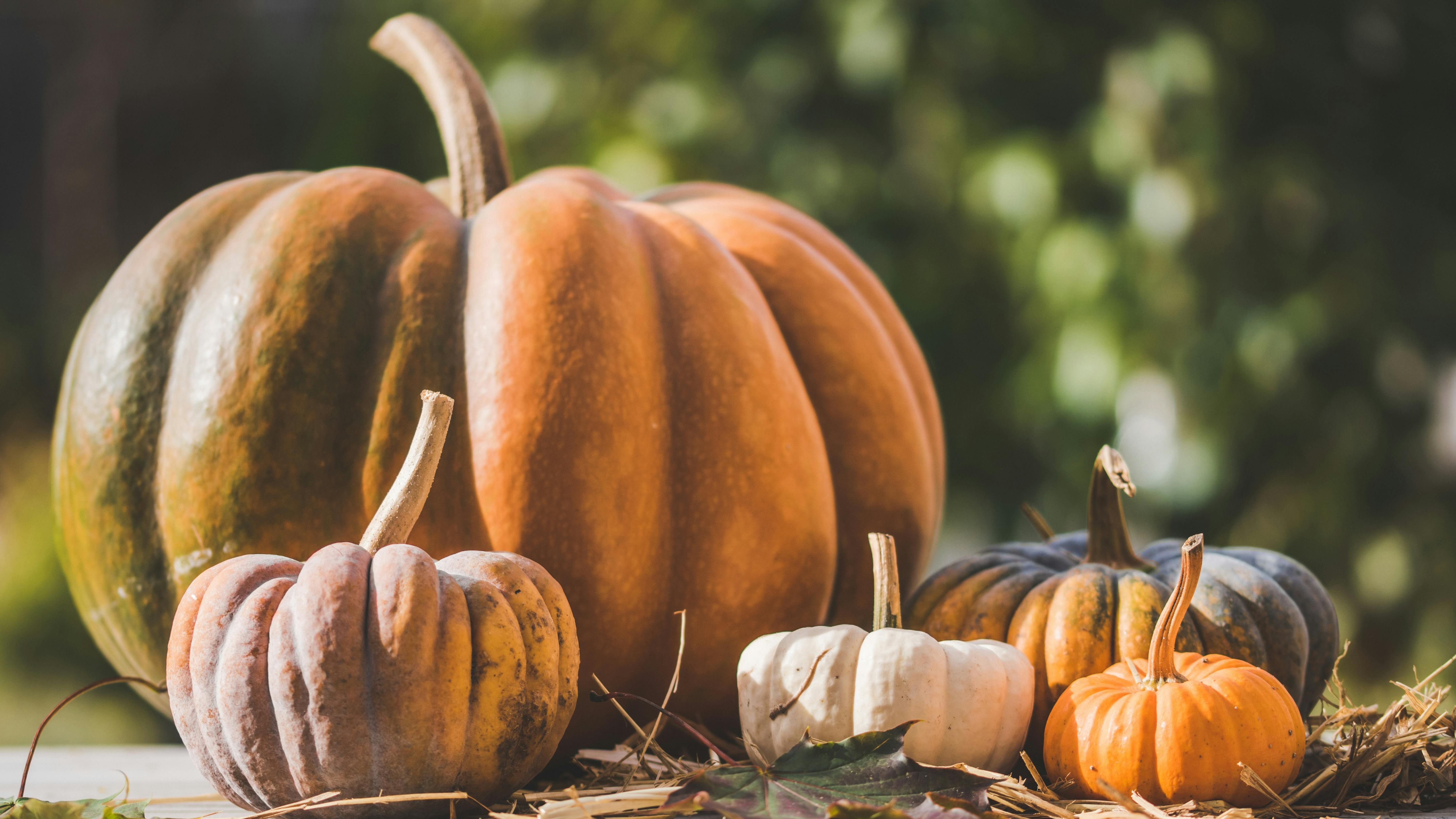 Receta de ensalada de calabaza. FUENTE: Pexels