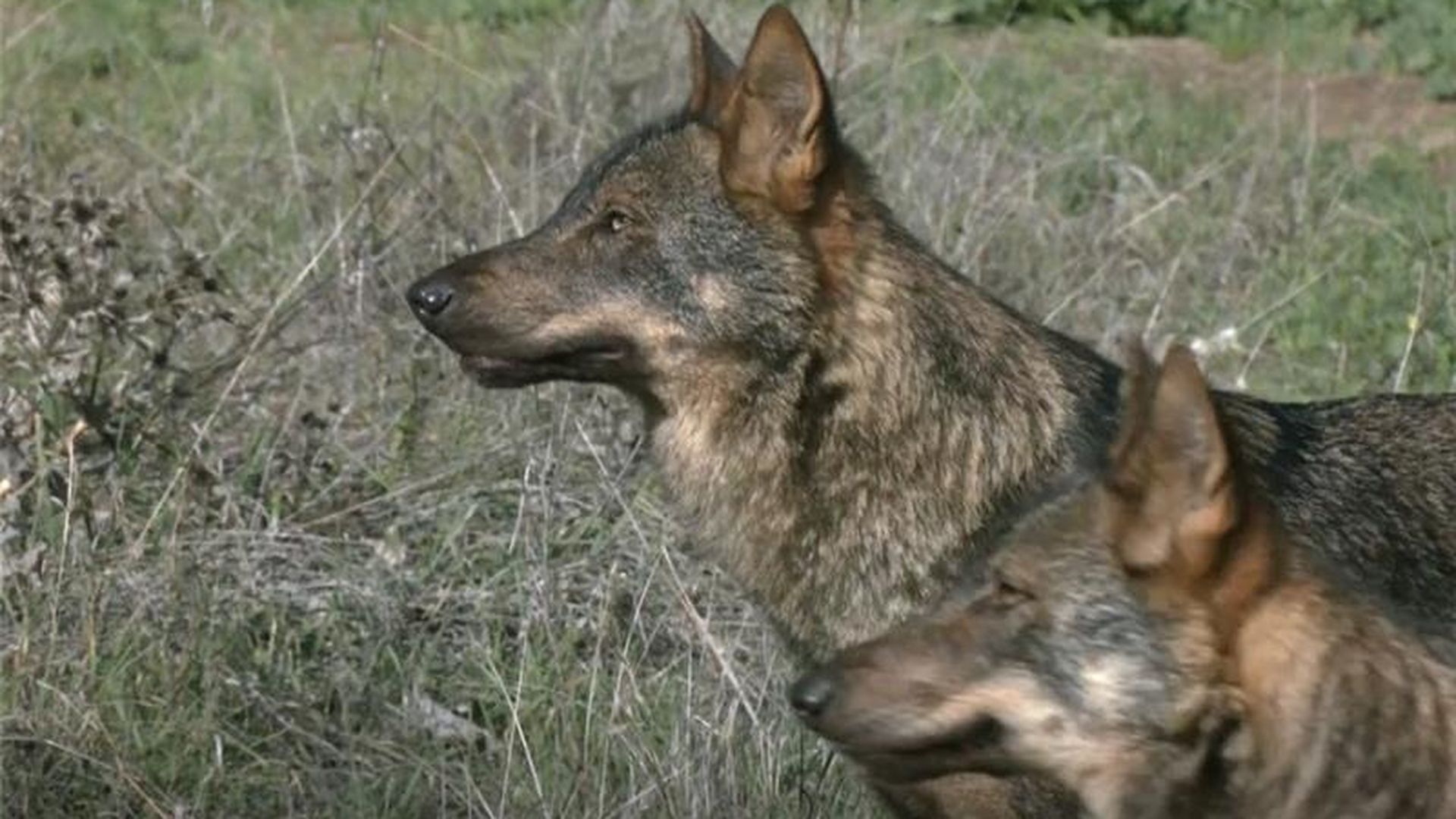 CANTABRIA Y ASTURIAS AUTORIZAN LA CAZA DEL LOBO