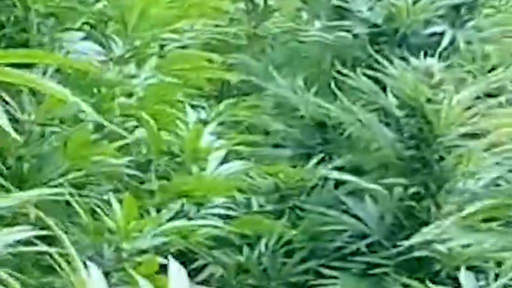 Descubren una gran plantación de marihuana en un bosque de Lleida: los tres detenidos dormían allí para vigilarla