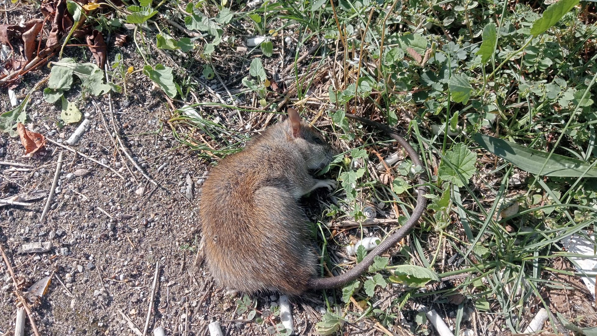Denuncian un nido de ratas en un punto de inspección fronteriza de Sanidad Vegetal