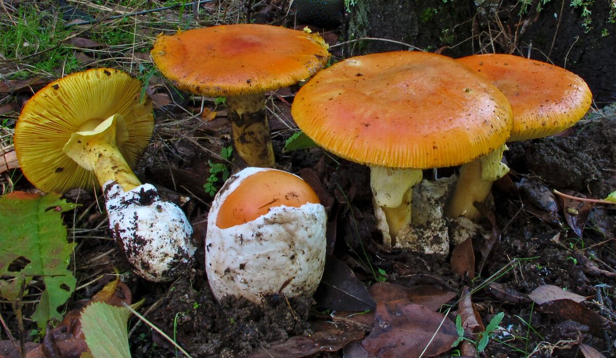 La recolección se limita a un máximo de 2 kilos diarios por persona