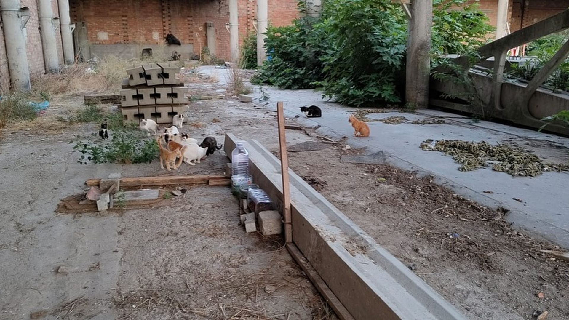 La "situación crítica" de una colonia felina en un solar de Balaguer, Lleida