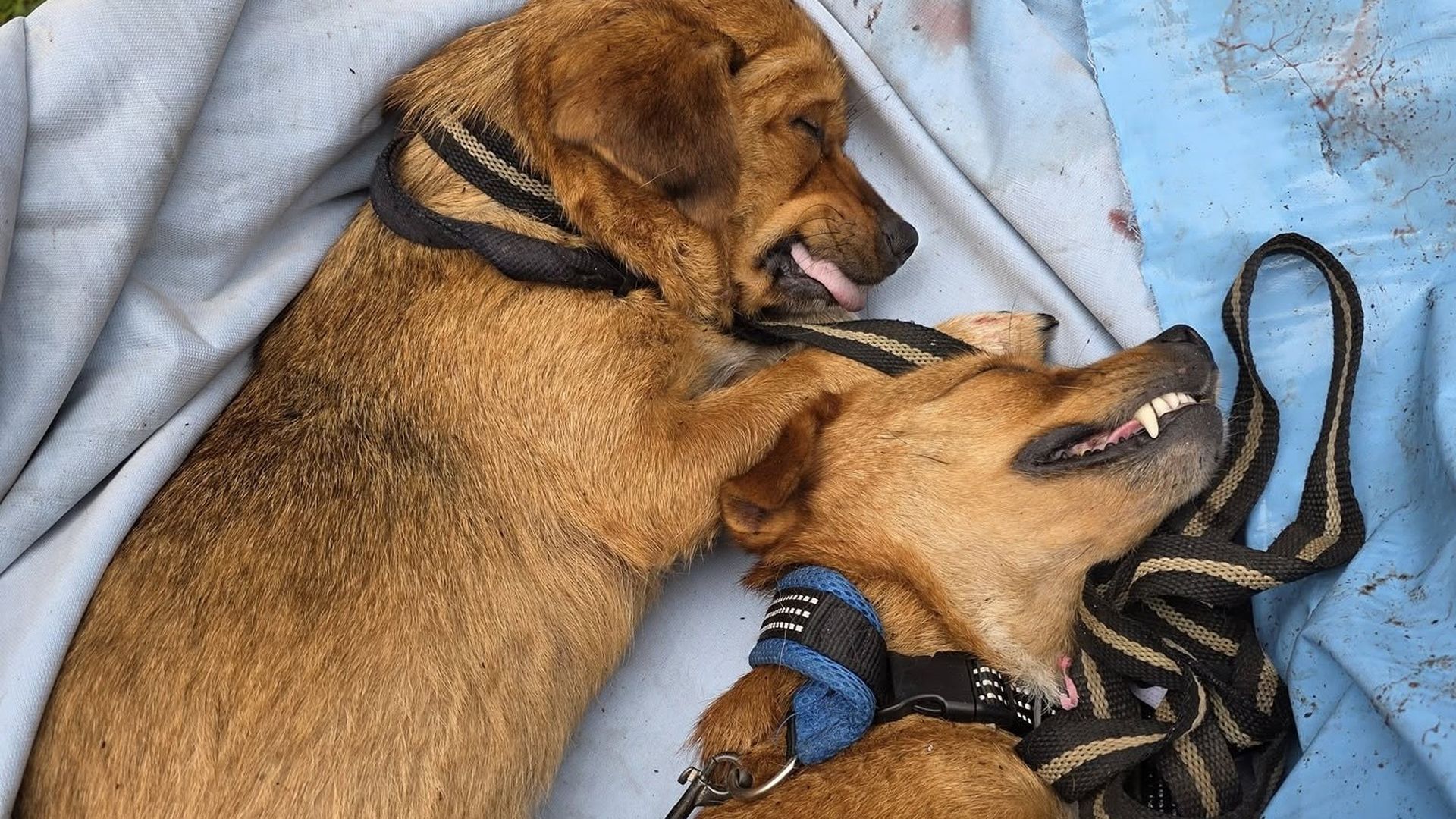 Las dos perras aparecieron ahorcadas dentro de una bolsa delante de la protectora de Tui