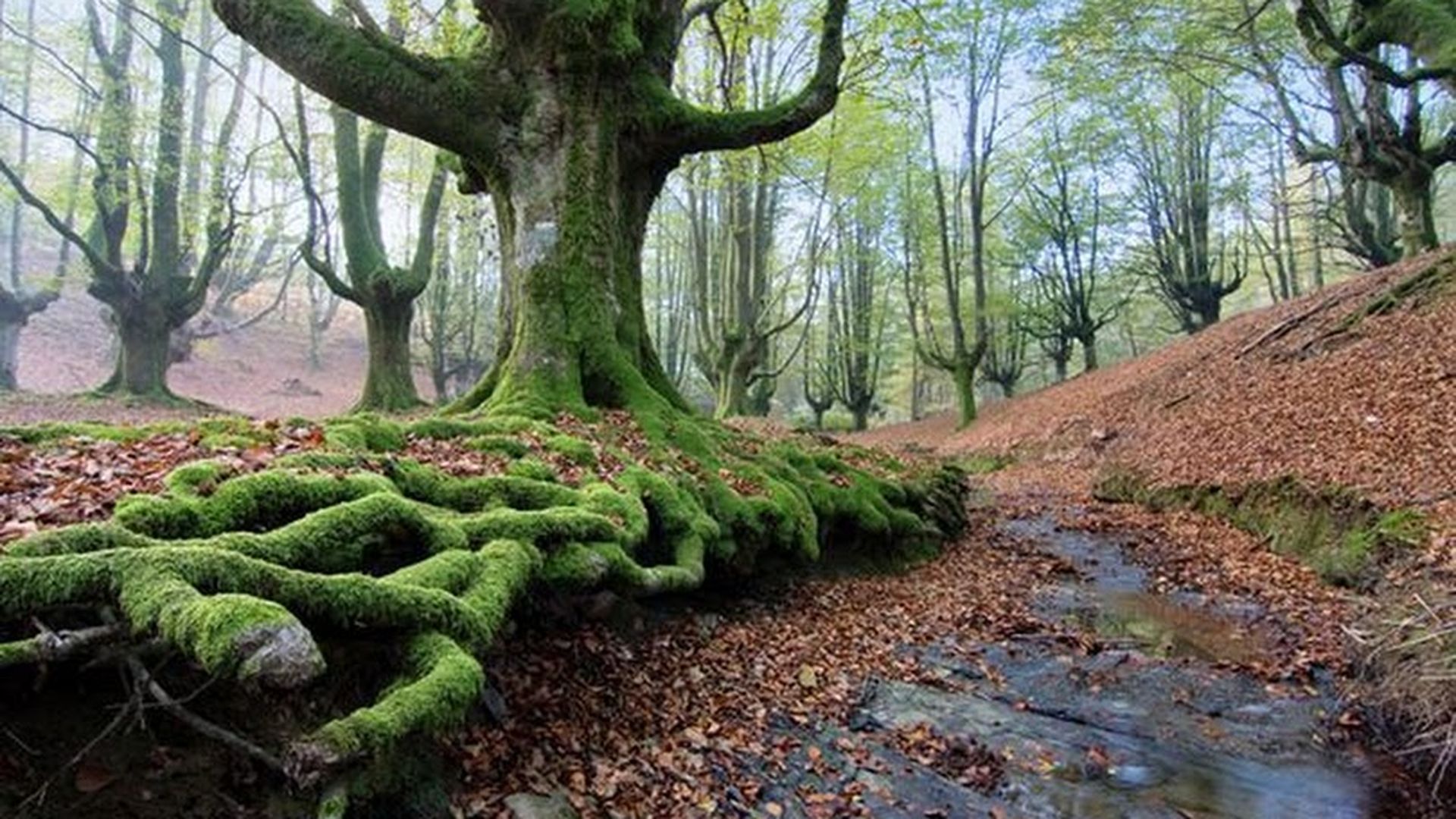 Parque Natural de Gorbeia