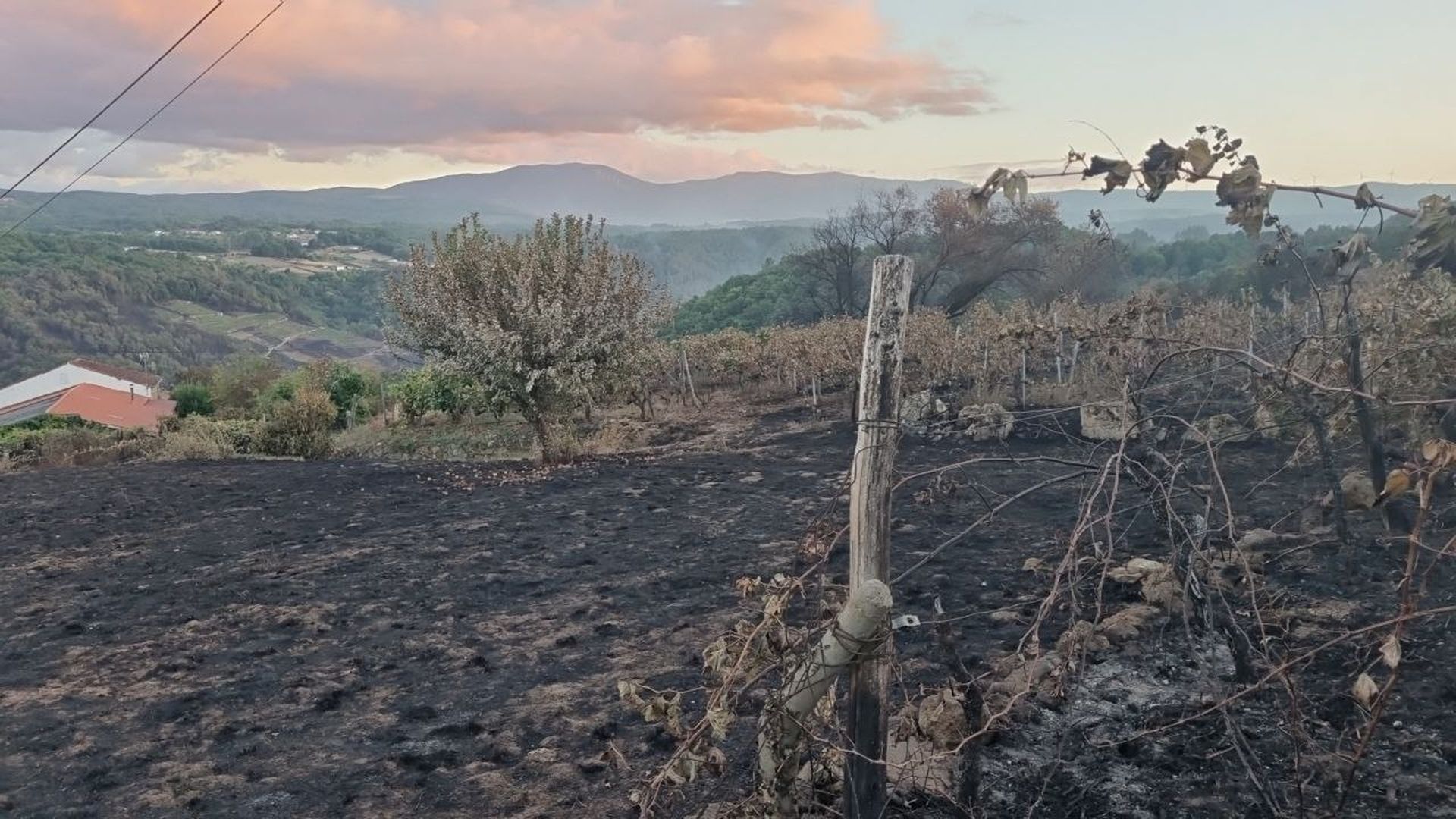 El incendio de Pantón, en la Ribeira Sacra afectó a varios viñedos de la comarca