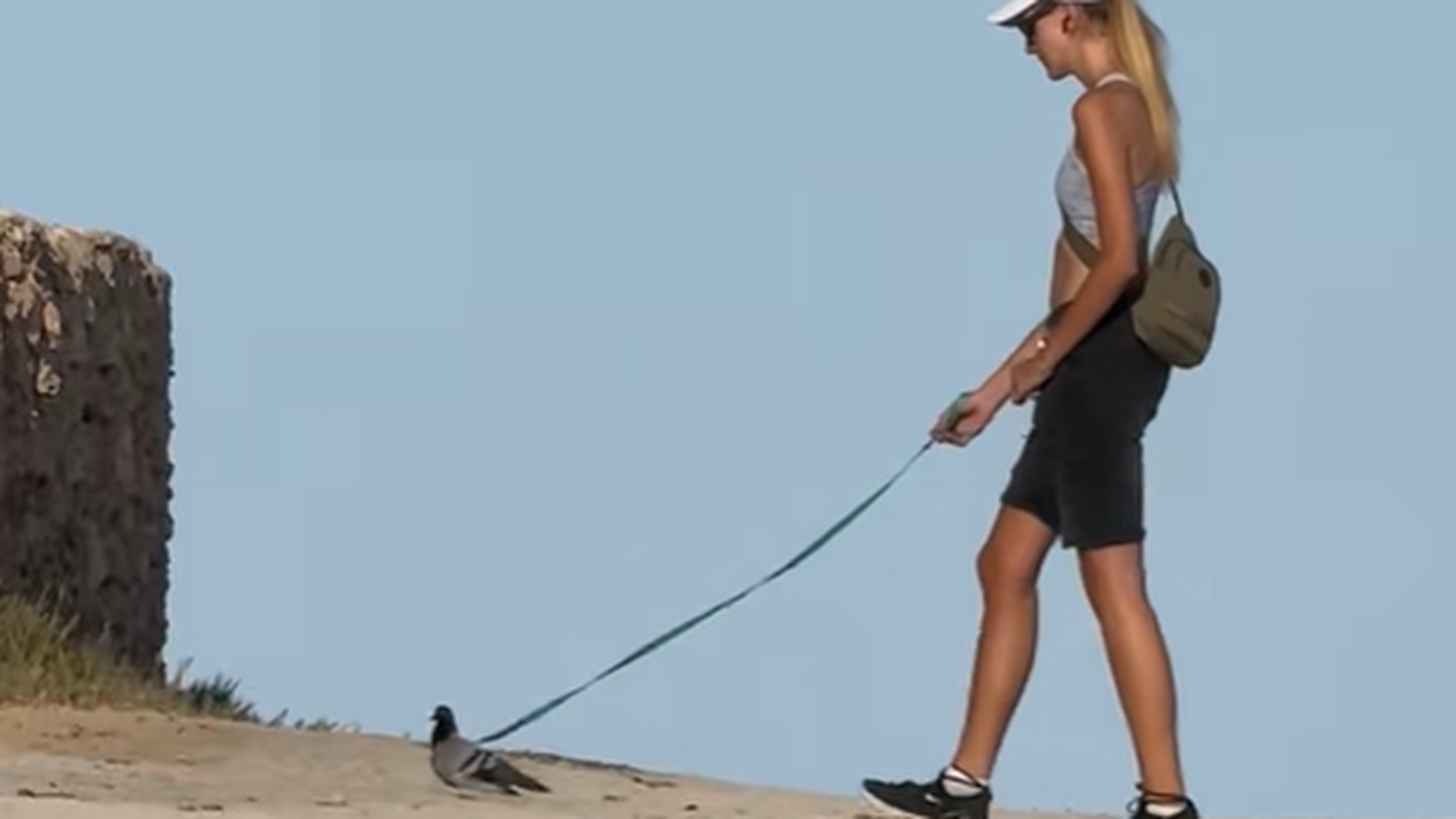 El vídeo viral de una mujer paseando una paloma en Torrevieja: ¿se puede considerar maltrato animal?