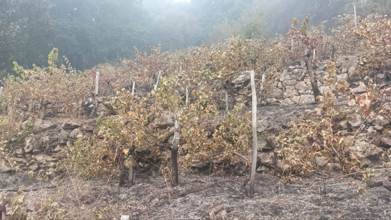 Viñedos en Pantón afectados por el incendio de este fin de semana