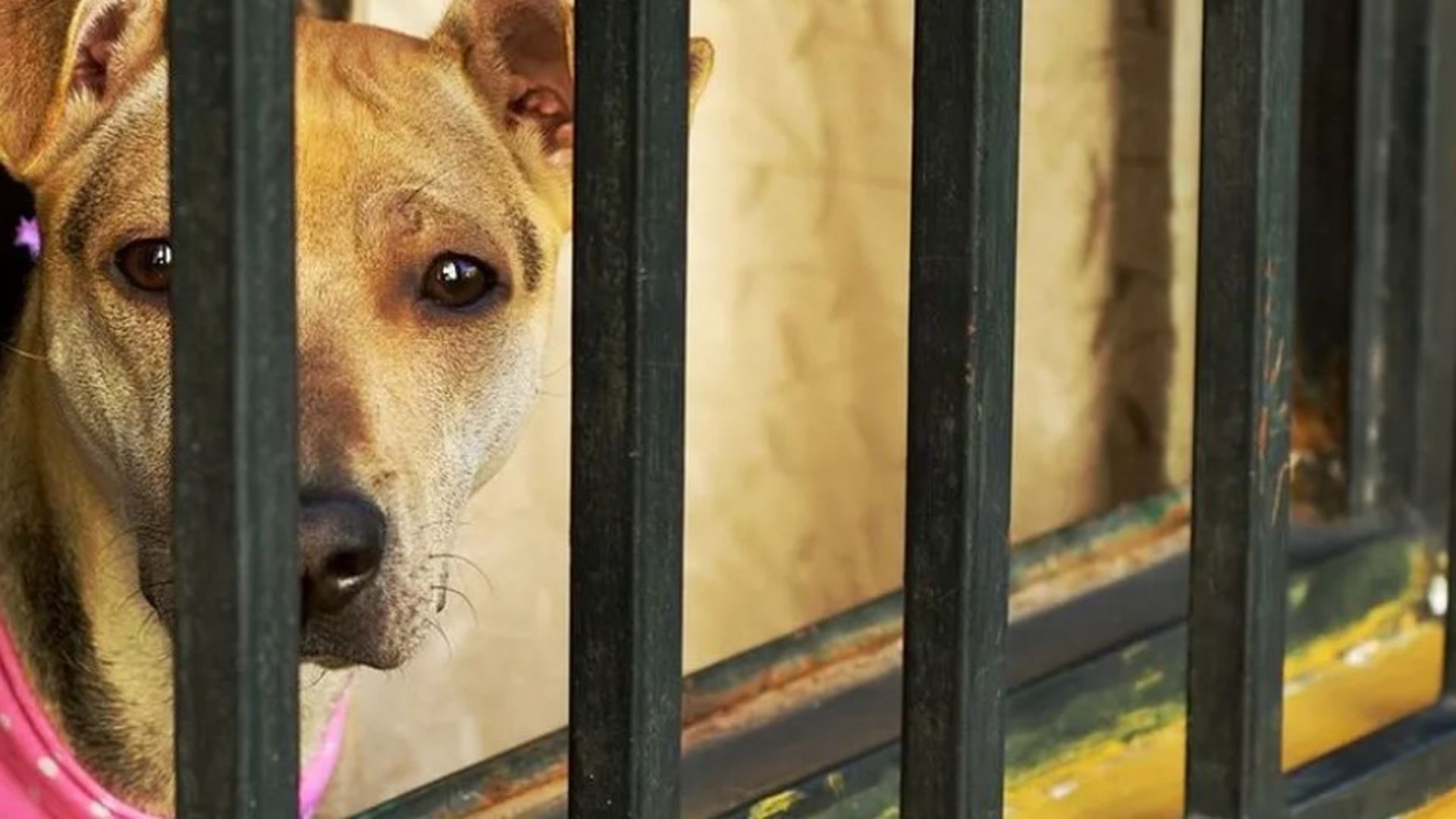 Violencia vicaria con animales