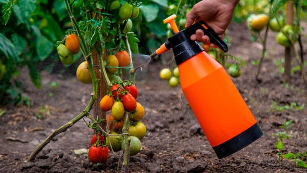 El compuesto se rocía directamente en las plantas