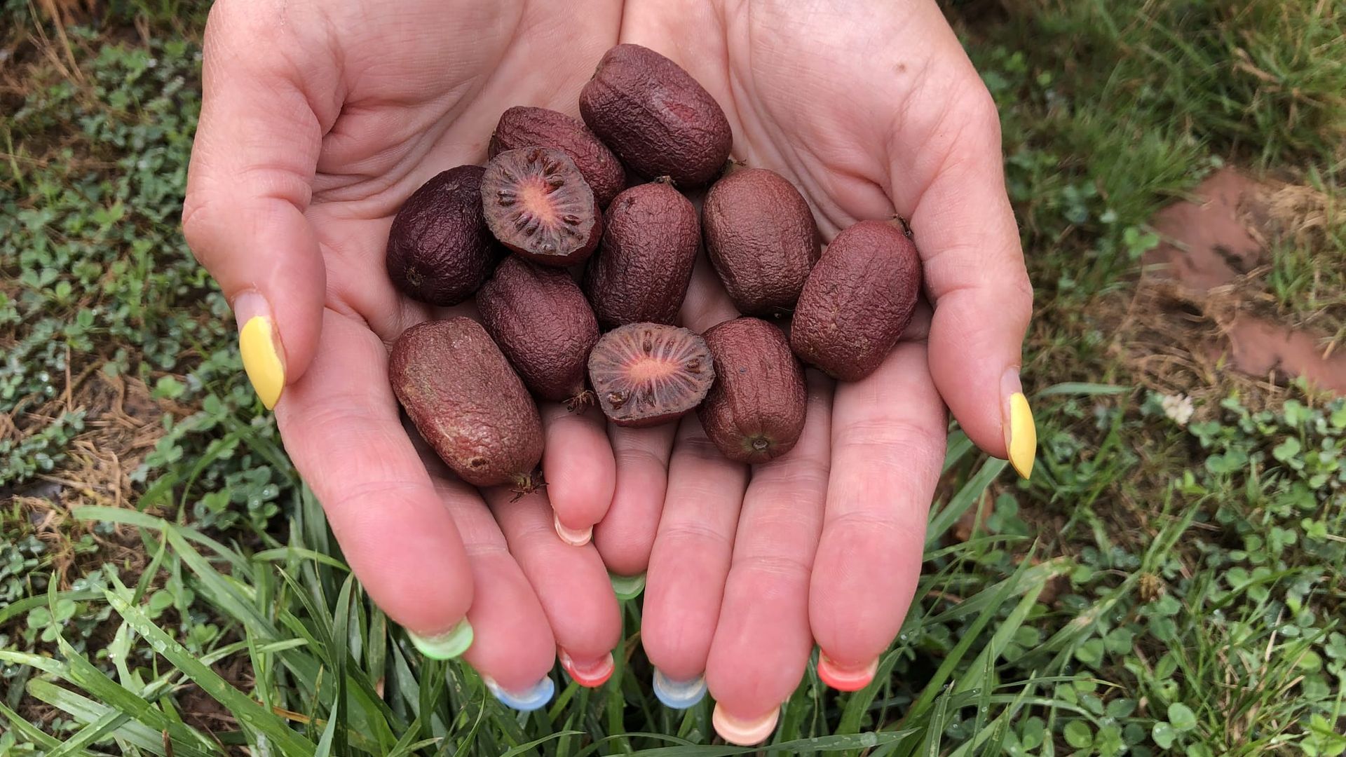 Mini kiwis en su momento óptimo de maduración, listos para ser consumidos