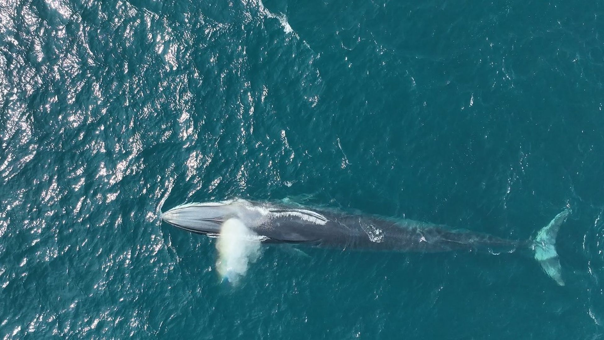 Ballenas avistadas por el CSIC en las Rías Baixas