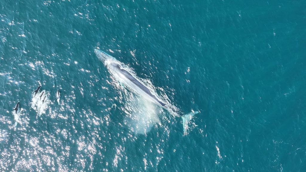 Los drones del IEO-CSIC identifican 35 ballenas en aguas de las Rías Baixas