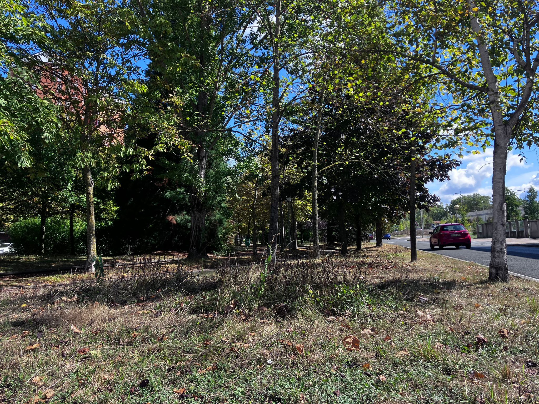 Algunas autoescuelas apuntaron a principios de verano que algunas señales de tráfico no se veían