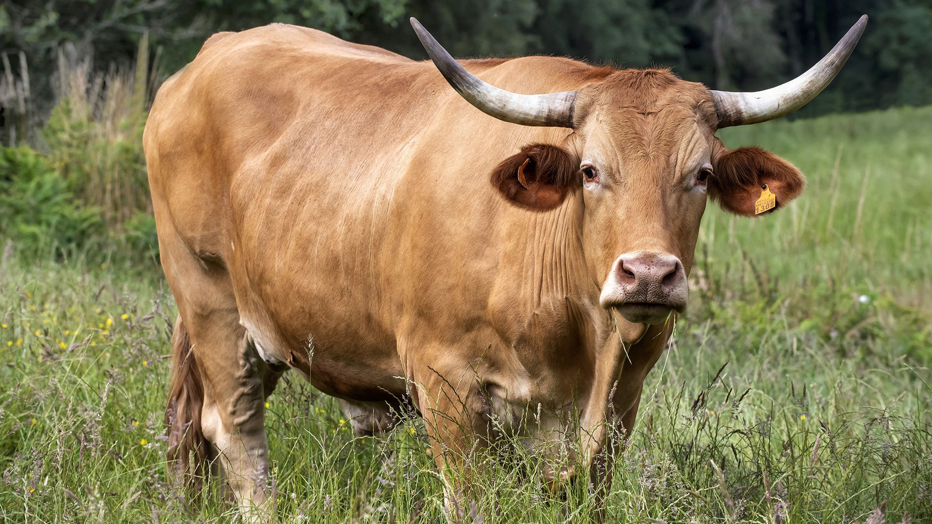 Sus bueyes pastan libremente en prados de Grolos (Lugo)