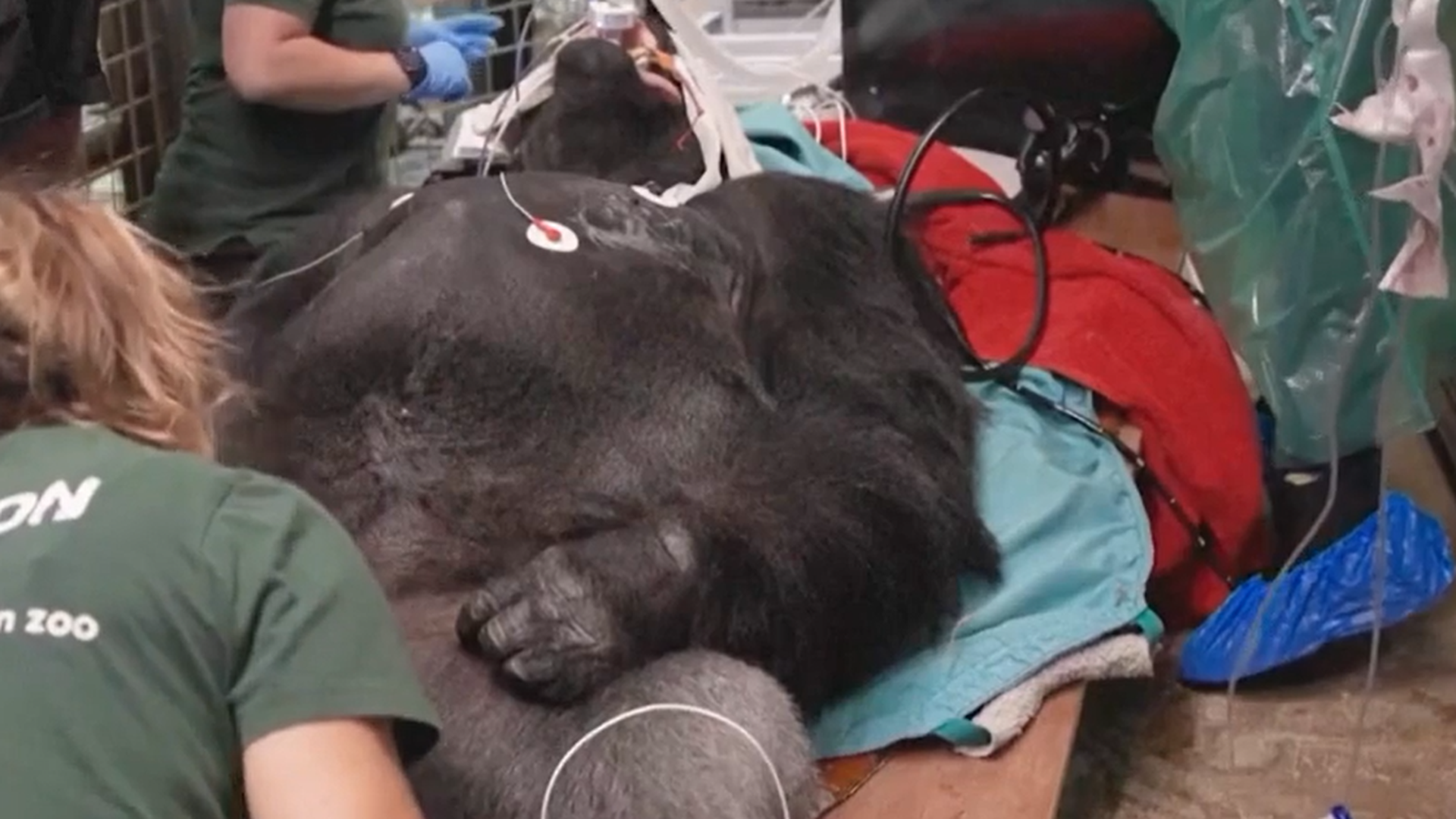 El traslado del gorila