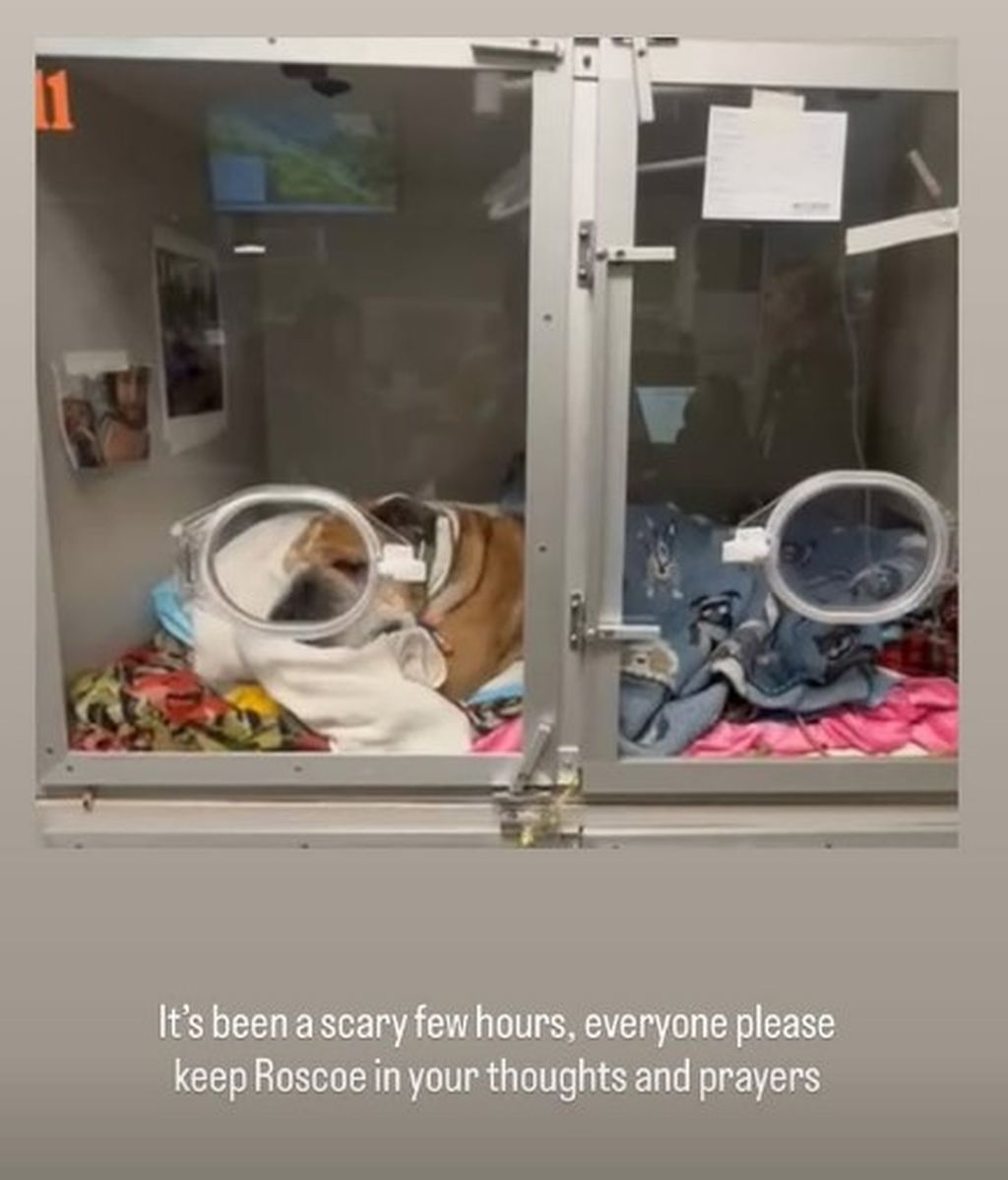 Lewis Hamilton pide ayuda para su perro Roscoe