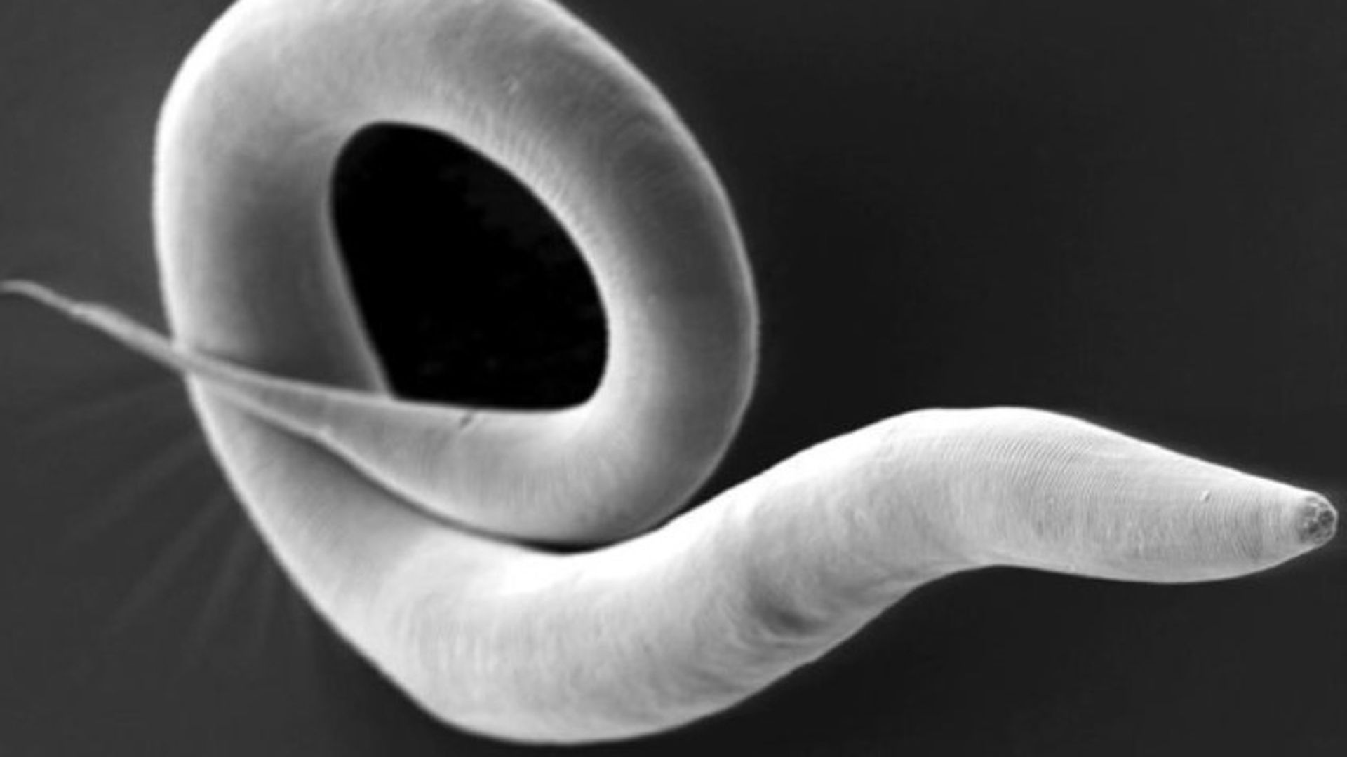El estudio sobre la longevidad ha conseguido extender la vida un 60% de gusanos elegans