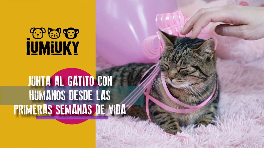 P286 - Socialización de los gatos Iumiuky Temporada 3 Programa 286