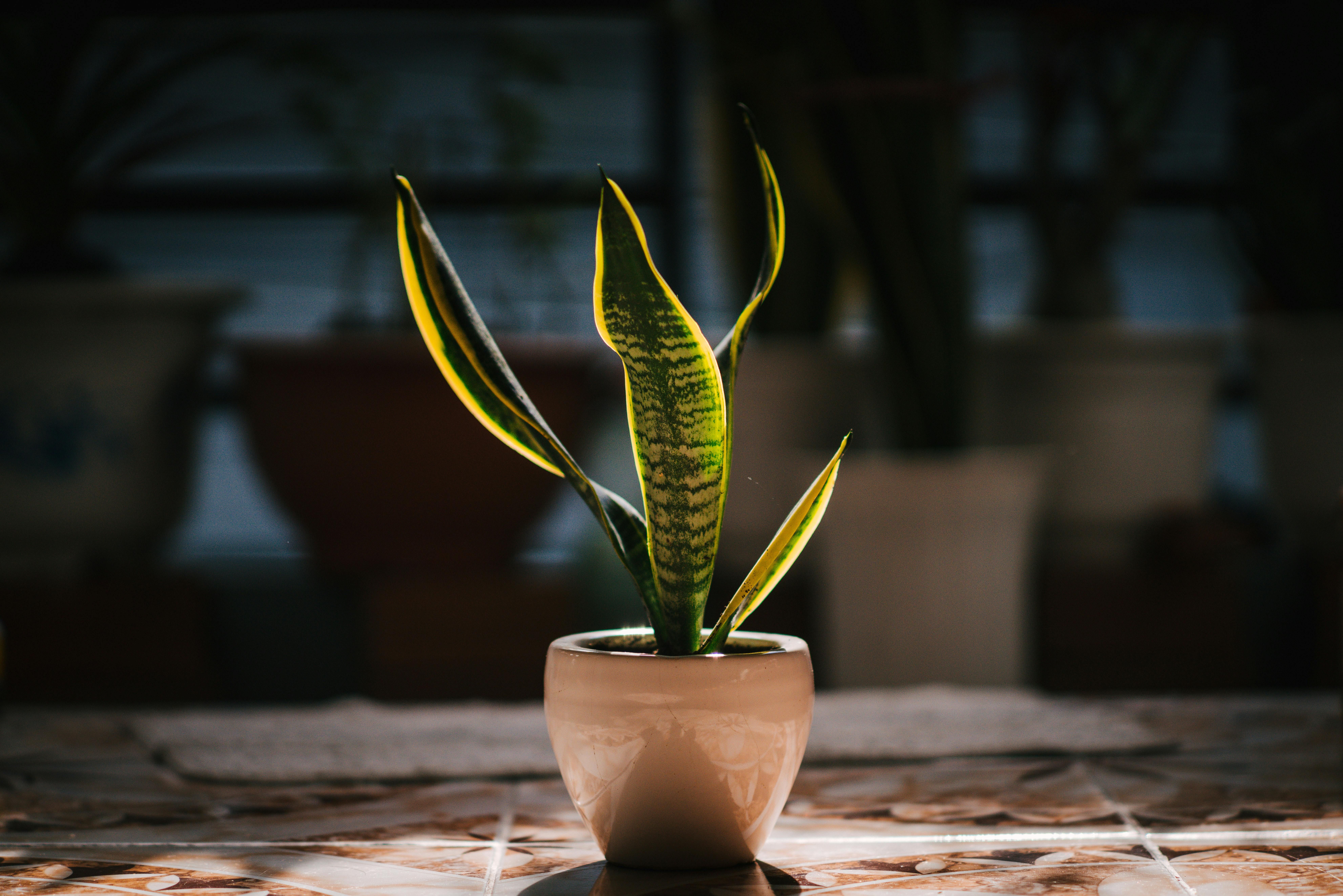 La sansevieria purifica el aire. FUENTE: Pexels